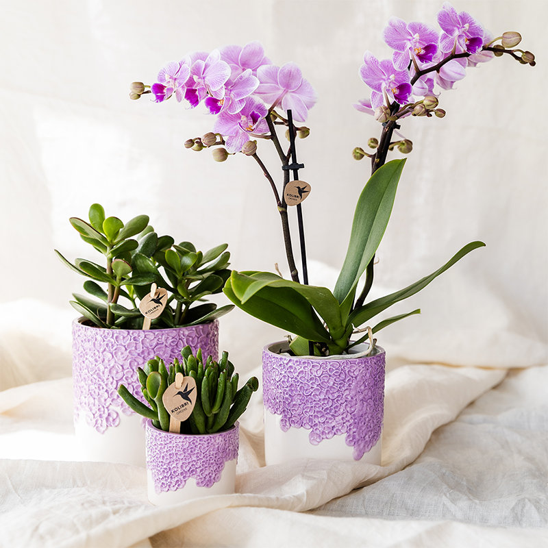 Violette Vienna Orchidee im Bloom Übertopf Ø9cm – blühende Zimmerpflanze frisch vom Züchter – kompakte Orchidee mit 2-3 kräftigen Stielen
