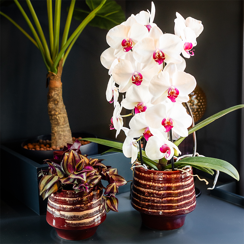 Übertopf Moonstone Burgundy Ø12cm – eleganter Keramik Blumentopf in Burgundrot – fein geschichtete Glasur mit dezentem Glanz – Hotel Chic Pflanzenübertopf für Zimmerpflanzen & Sukkulenten