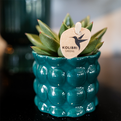 Übertopf Cotton Shine grün Ø6cm – Mini Blumentopf mit Blasenrelief – hochglänzender Retro-Übertopf im 70er-Design – Pflanzenübertopf für Sukkulenten, Kakteen & Mini-Zimmerpflanzen