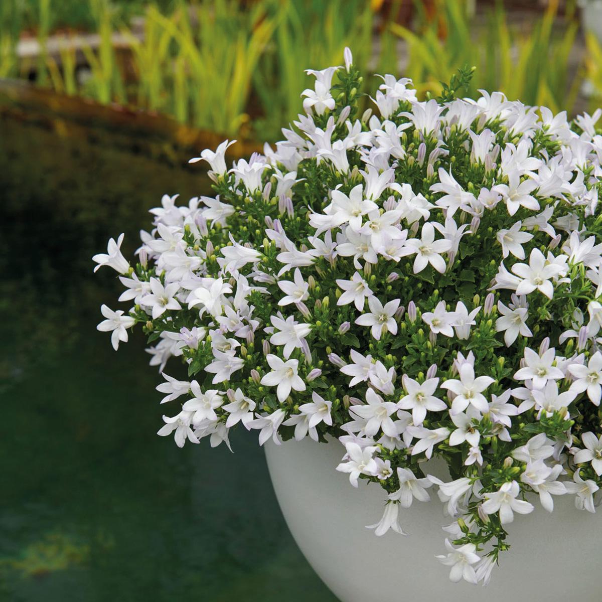Campanula Addenda Ambella weiß 12er Set – Glockenblume weiß Topfgröße 12cm – winterhart, lang blühend – Bodendecker für ca.2m²
