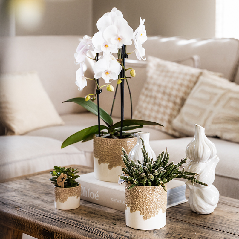 Ziertopf Bloom Sand Ø9cm – Dekotopf in Sandton mit Blütenrelief am Rand – kleiner Übertopf für Zimmerpflanzen, Ableger & Kräuter