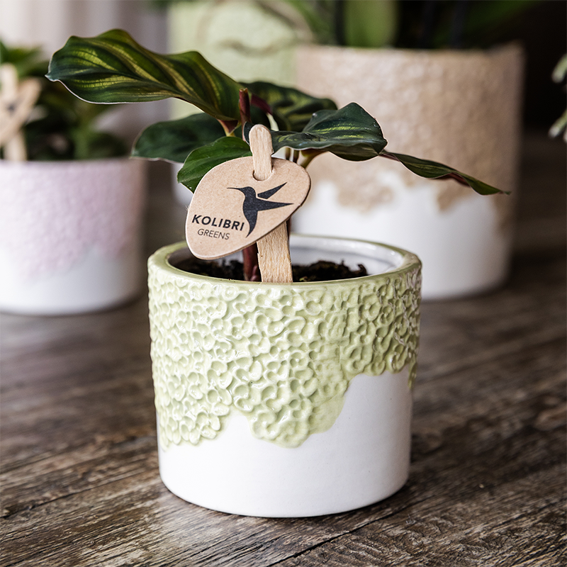 Ziertopf Bloom Green Ø9cm – Dekotopf in sanftem Grün mit Blütenrelief am Rand – kleiner Übertopf für Zimmerpflanzen, Ableger & Kräuter