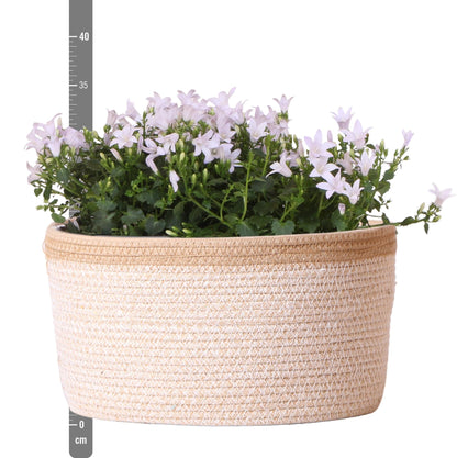 Campanula Addenda Ambella weiß 3er Set – Glockenblume weiß im Baumwollkorb mit Bewässerungsreservoir – Topfgröße 12cm