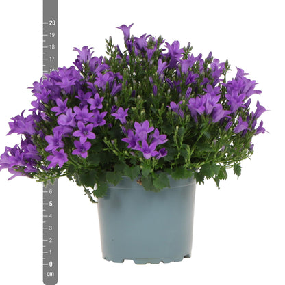 Campanula Addenda Ambella lila 6er Set – Glockenblume violett Topfgröße 12cm – winterhart, lang blühend – Bodendecker für ca.1m² – für Beet, Kübel, Balkonkasten & Blumenampel