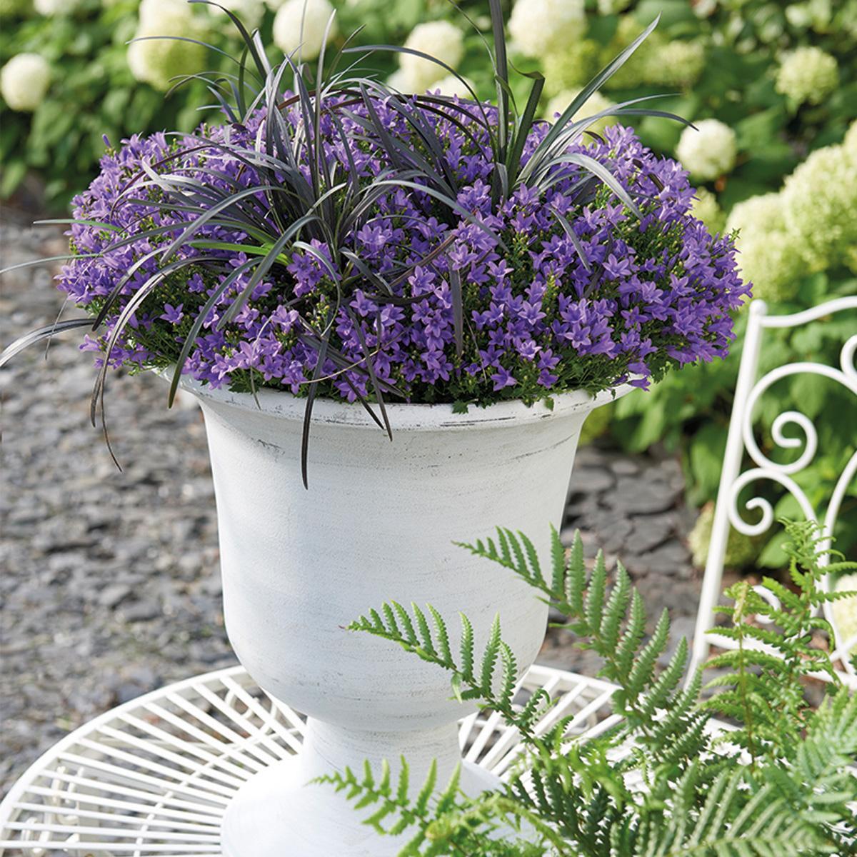 Campanula Addenda Ambella lila 6er Set – Glockenblume violett Topfgröße 12cm – winterhart, lang blühend – Bodendecker für ca.1m² – für Beet, Kübel, Balkonkasten & Blumenampel