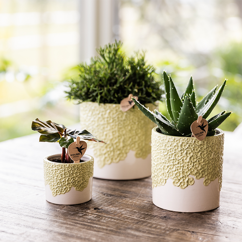 Ziertopf Bloom Green Ø9cm – Dekotopf in sanftem Grün mit Blütenrelief am Rand – kleiner Übertopf für Zimmerpflanzen, Ableger & Kräuter