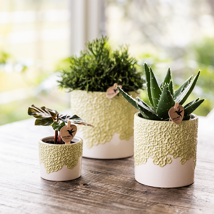 Ziertopf Bloom Green Ø9cm – Dekotopf in sanftem Grün mit Blütenrelief am Rand – kleiner Übertopf für Zimmerpflanzen, Ableger & Kräuter