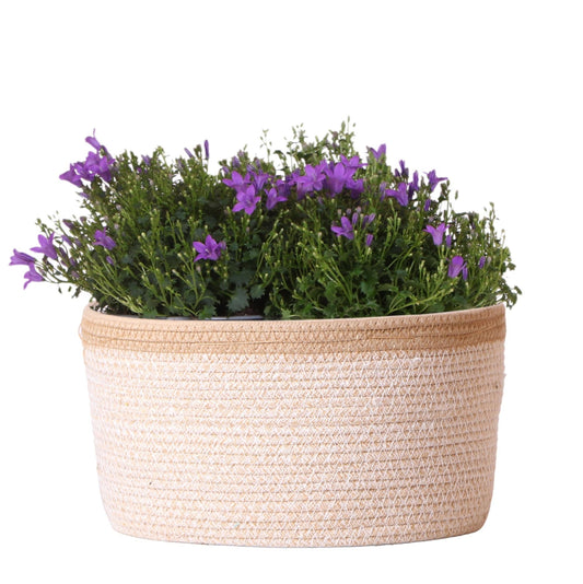 Campanula Addenda Ambella Intense Purple 3er Set – Glockenblume lila im Baumwollkorb mit Bewässerungsreservoir – Topfgröße 12cm – winterhart, lang blühend für Balkon, Garten & Wohnraum