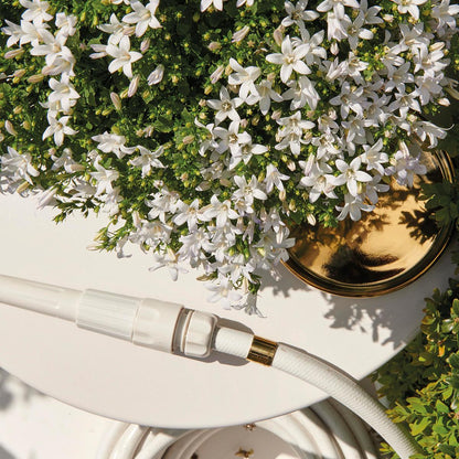 Campanula Addenda Ambella weiß 12er Set – Glockenblume weiß Topfgröße 12cm – winterhart, lang blühend – Bodendecker für ca.2m²