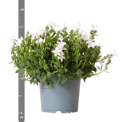 Campanula Addenda Ambella weiß 6er Set – Glockenblume weiß Topfgröße 12cm – winterhart, lang blühend – Bodendecker für ca.1m²
