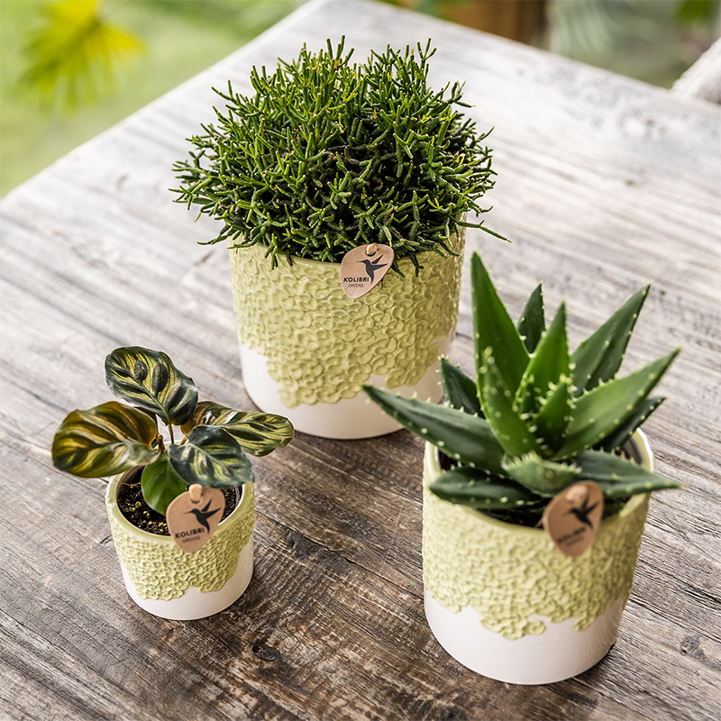 Ziertopf Bloom Green Ø9cm – Dekotopf in sanftem Grün mit Blütenrelief am Rand – kleiner Übertopf für Zimmerpflanzen, Ableger & Kräuter