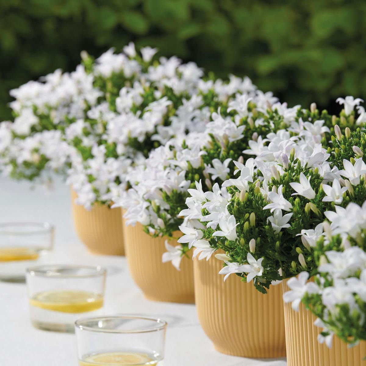 Campanula Addenda weiß 12cm – winterharte mehrjährige Glockenblume – Wuchshöhe ca.20-30cm – pflegeleicht