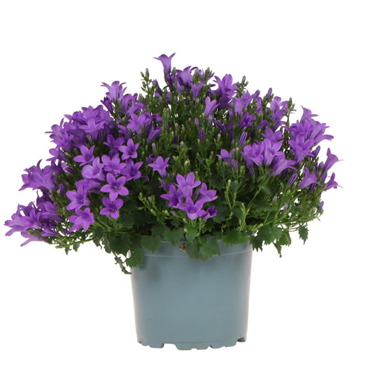 Campanula Addenda lila 12cm – winterharte mehrjährige Glockenblume – Wuchshöhe ca.20-30cm – lang blühende Staude für Beet, Steingarten, Balkon & Kübel – pflegeleicht