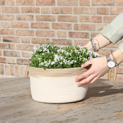 Campanula Addenda Ambella weiß 3er Set – Glockenblume weiß im Baumwollkorb mit Bewässerungsreservoir – Topfgröße 12cm