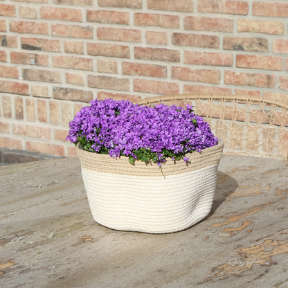 Campanula Addenda Ambella Intense Purple 3er Set – Glockenblume lila im Baumwollkorb mit Bewässerungsreservoir – Topfgröße 12cm