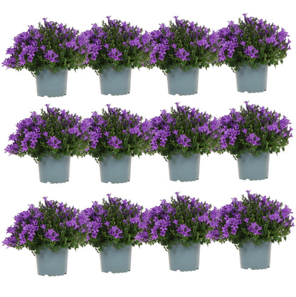 Campanula Addenda Ambella lila 12er Set – Glockenblume violett 12cm – winterhart, lang blühend – Bodendecker für ca.1m²