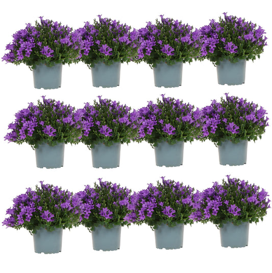 Campanula Addenda Ambella lila 12er Set – Glockenblume violett 12cm – winterhart, lang blühend – Bodendecker für ca.1m² – für Beet, Kübel, Balkonkasten & Hängekorb
