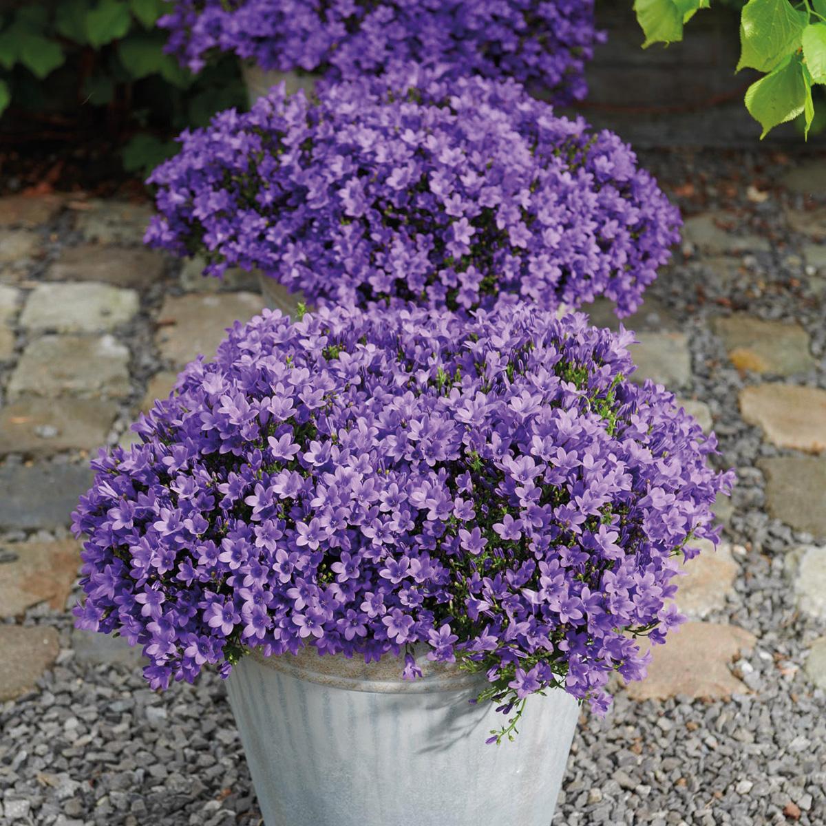 Campanula Addenda Ambella lila 6er Set – Glockenblume violett Topfgröße 12cm – winterhart, lang blühend – Bodendecker für ca.1m² – für Beet, Kübel, Balkonkasten & Blumenampel