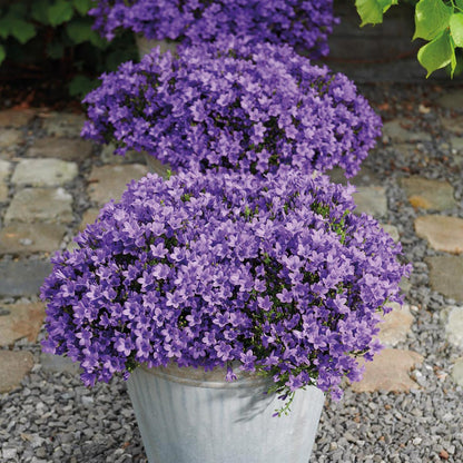 Campanula Addenda Ambella lila 6er Set – Glockenblume violett Topfgröße 12cm – winterhart, lang blühend – Bodendecker für ca.1m² – für Beet, Kübel, Balkonkasten & Blumenampel