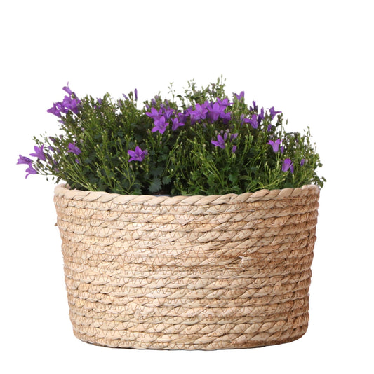 Campanula Addenda Ambella Intense Purple 3er Set – Glockenblume lila in Schilfkorb/Weidenschale mit Bewässerungsreservoir – Topfgröße 12cm – winterhart, lang blühend für Balkon & Garten