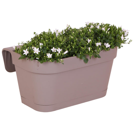 Campanula Addenda Ambella weiß 3er Set mit Balkonpflanzer taupe 36cm – Glockenblume weiß 12cm – inkl Aufhängesystem & Wasserreservoir