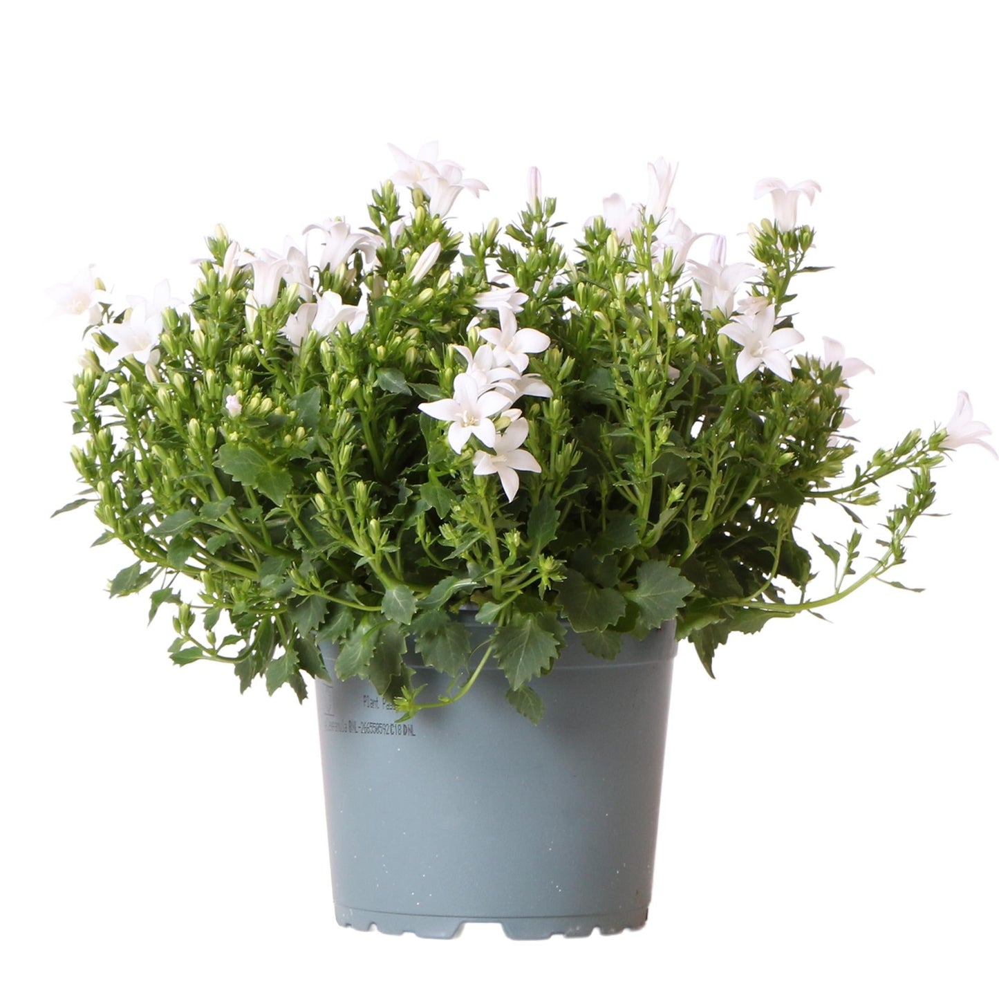 Campanula Addenda weiß 12cm – winterharte mehrjährige Glockenblume – Wuchshöhe ca.20-30cm – pflegeleicht