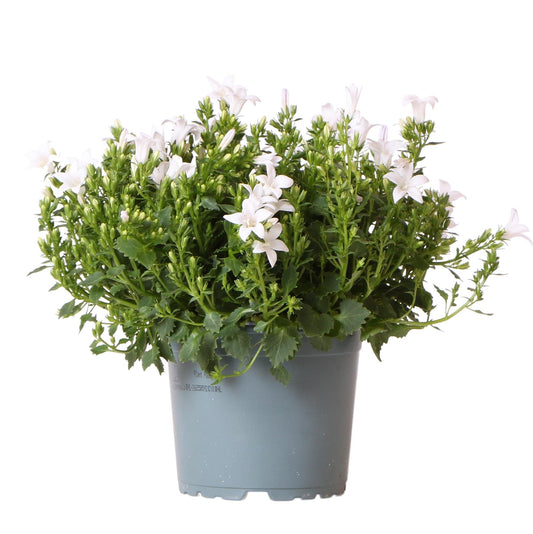 Campanula Addenda weiß 12cm – winterharte mehrjährige Glockenblume – Wuchshöhe ca.20-30cm – lang blühende Staude für Beet, Steingarten, Balkon & Kübel – pflegeleicht