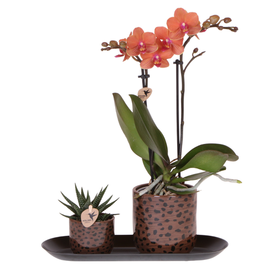 Leopard Geschenkset – Orange Bolzano Orchidee Ø9cm + Grünpflanze Ø6cm – Leopard-Übertöpfe + schwarzes ovales Tablett – frische Zimmerpflanzen Deko Set vom Züchter