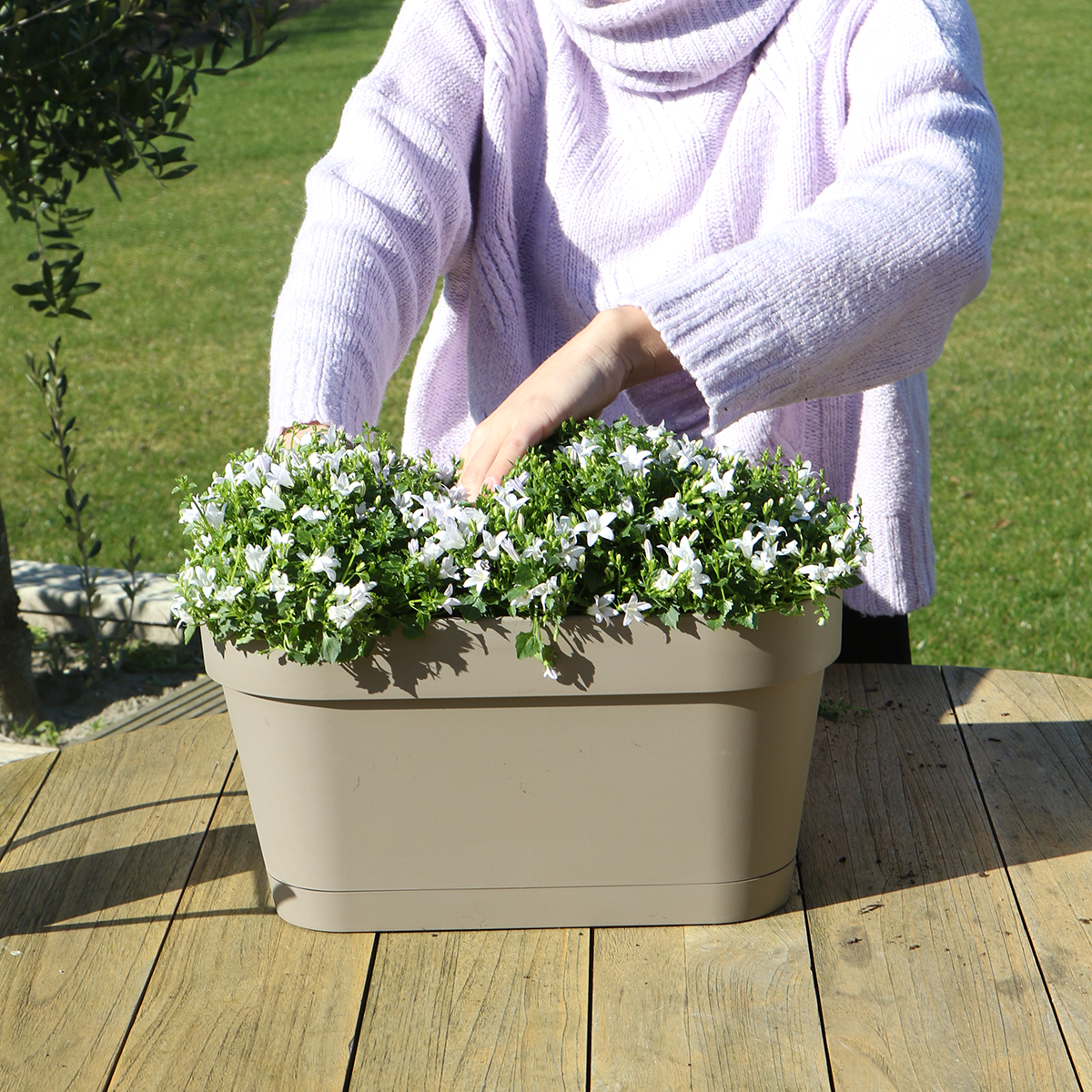 Campanula Addenda Ambella weiß 3er Set mit Balkonpflanzer taupe 36cm – Glockenblume weiß 12cm – inkl Aufhängesystem & Wasserreservoir