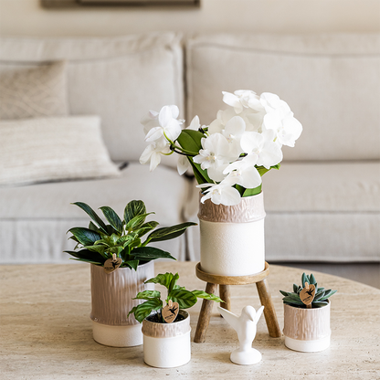 Pflanzenset Bamboo Weiß – weiße Amabilis Orchidee Ø9cm + Grünpflanze inkl. Keramik – Übertöpfe – blühende Zimmerpflanze frisch vom Züchter