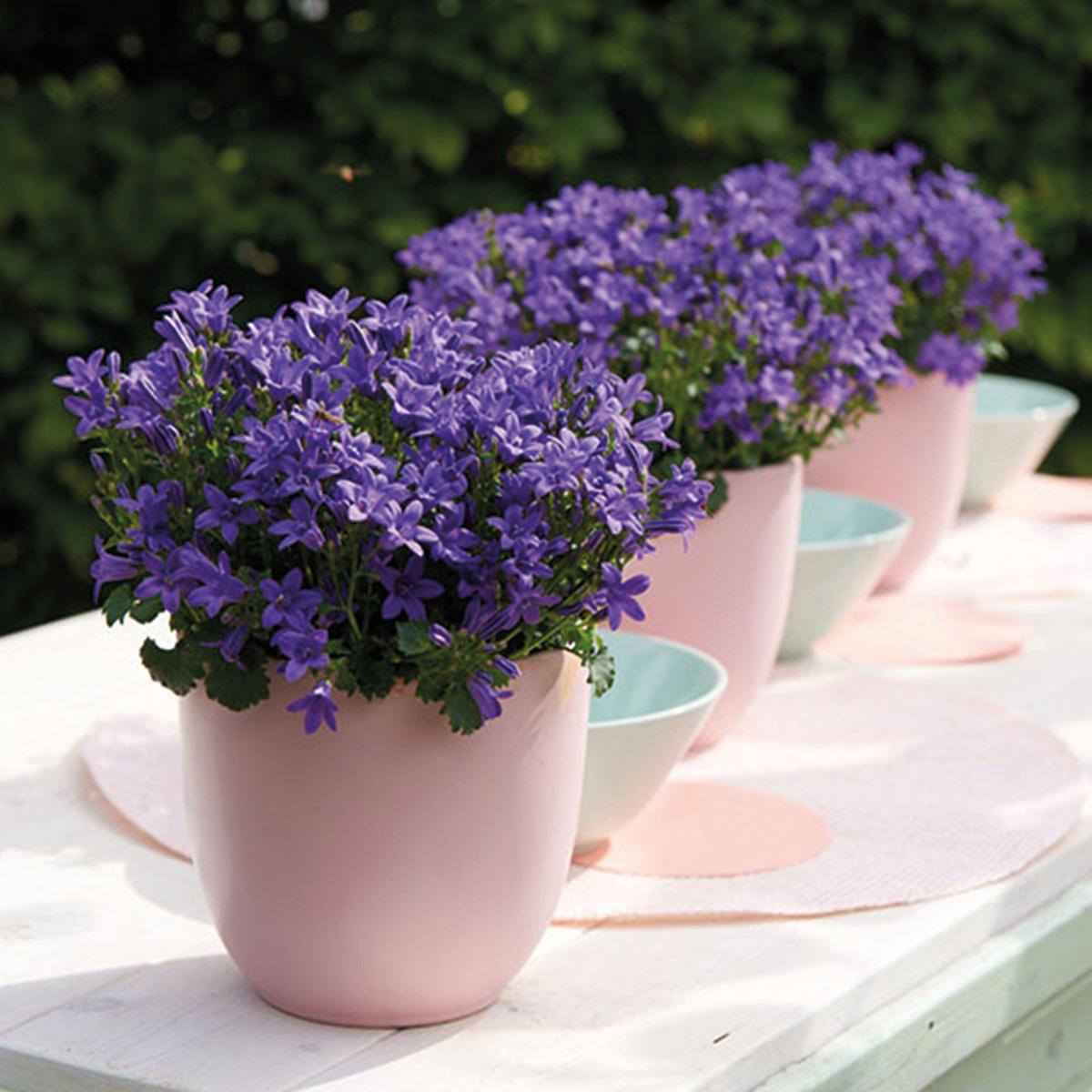 Campanula Addenda Ambella lila 6er Set – Glockenblume violett Topfgröße 12cm – winterhart, lang blühend – Bodendecker für ca.1m² – für Beet, Kübel, Balkonkasten & Blumenampel