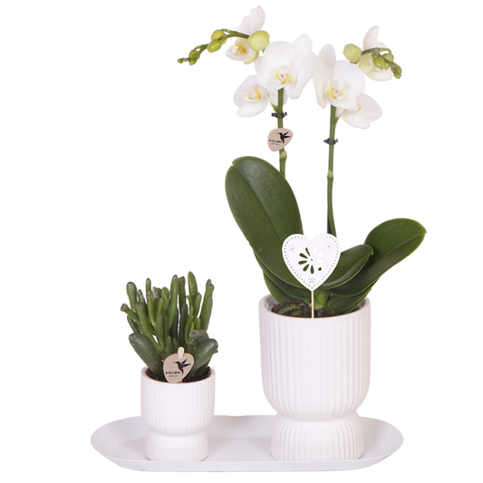 Geschenkset Diabolo White Small – weiße Amabilis Orchidee Ø9cm + Grünpflanze Ø6cm inkl. weiße Übertöpfe & ovales Tablett – Zimmerpflanzen Deko Set frisch vom Züchter