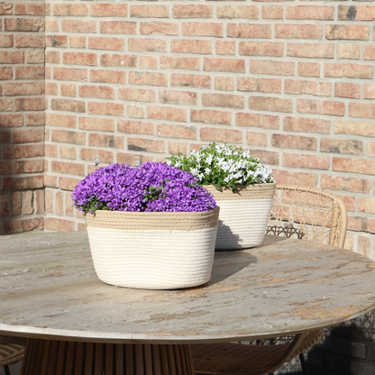 Campanula Addenda Ambella Intense Purple 3er Set – Glockenblume lila im Baumwollkorb mit Bewässerungsreservoir – Topfgröße 12cm