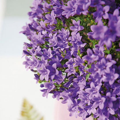 Campanula Addenda lila 12cm – winterharte mehrjährige Glockenblume – Wuchshöhe ca.20-30cm – pflegeleicht