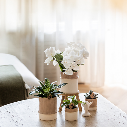 Pflanzenset Bamboo Weiß – weiße Amabilis Orchidee Ø9cm + Grünpflanze inkl. Keramik – Übertöpfe – blühende Zimmerpflanze frisch vom Züchter