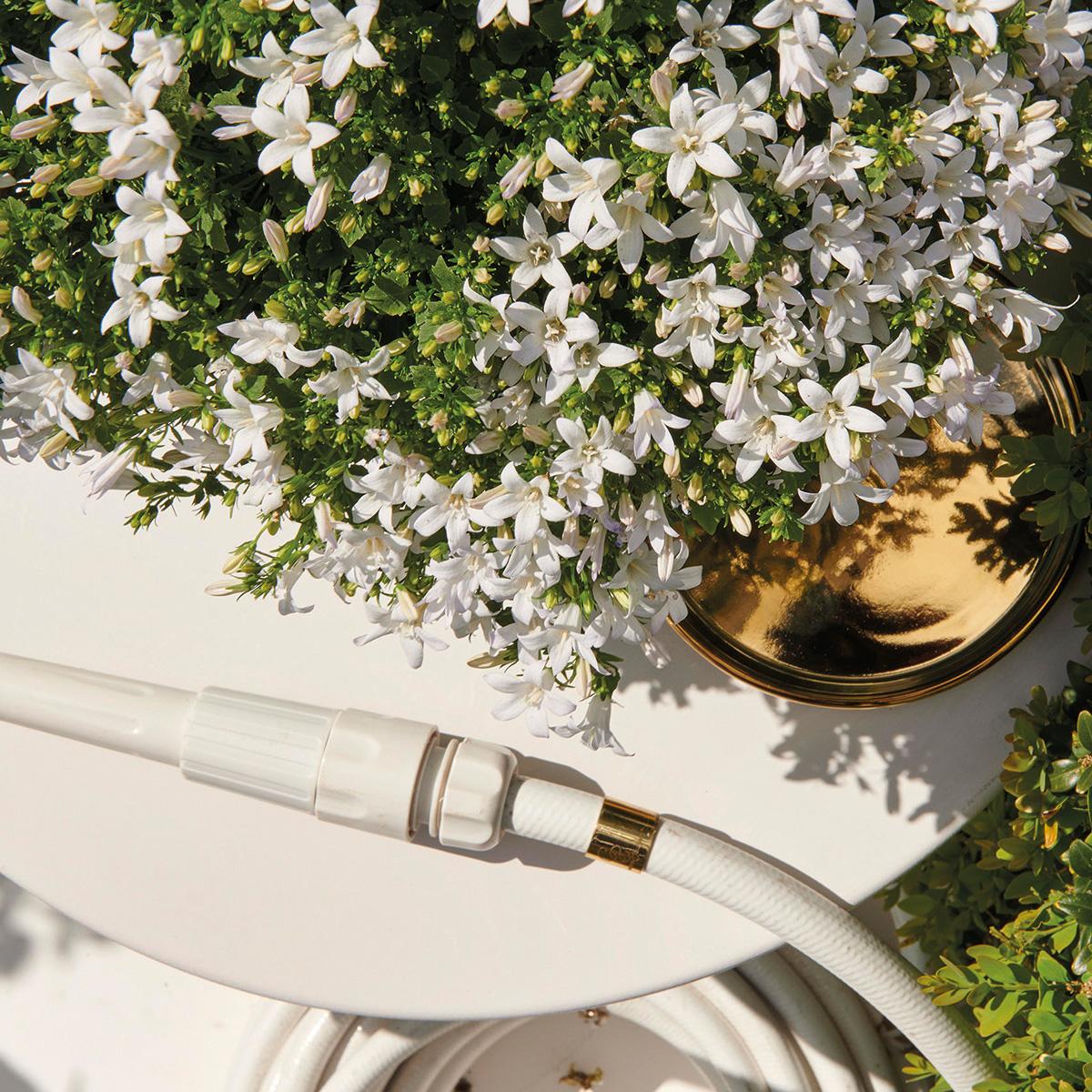 Campanula Addenda weiß 12cm – winterharte mehrjährige Glockenblume – Wuchshöhe ca.20-30cm – pflegeleicht