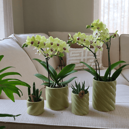 Candy Dekotopf hoch Grün Ø9cm – runder Keramik Übertopf in frischem Grün – fröhliches Design für Orchideen & Zimmerpflanzen