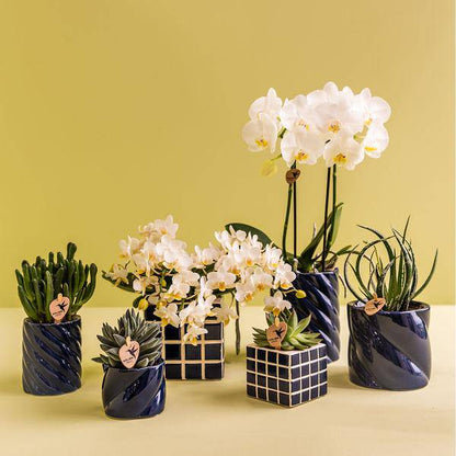 Candy Dekotopf Blau Ø9cm – runder Keramik Übertopf in frischem Blau – fröhliches Design für Orchideen & Zimmerpflanzen