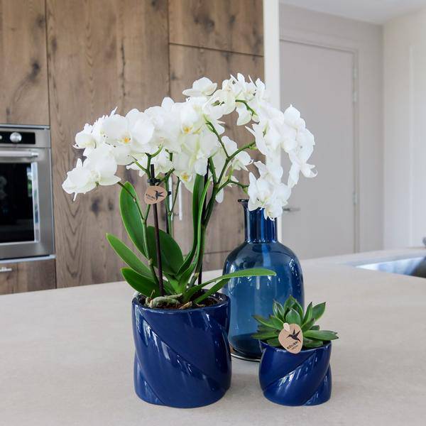 Candy Dekotopf Blau Ø9cm – runder Keramik Übertopf in frischem Blau – fröhliches Design für Orchideen & Zimmerpflanzen