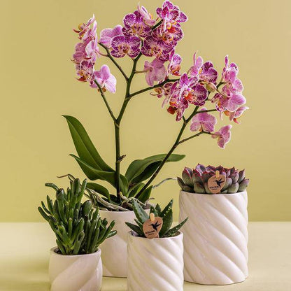 Candy Dekotopf hoch Weiß Ø9cm – runder Keramik Übertopf in cleanem Weiß – fröhliches Design für Orchideen & Zimmerpflanzen